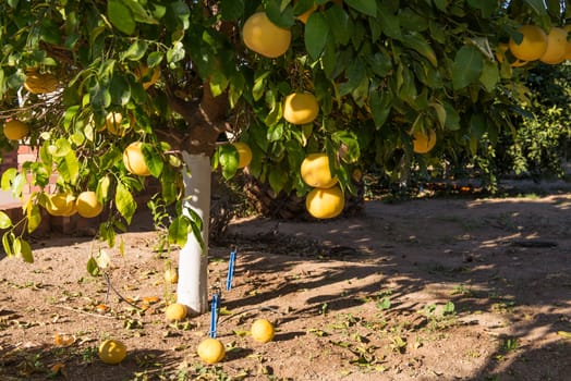 Grapefruit tree with clusters of grapefruits ready to be harvested.