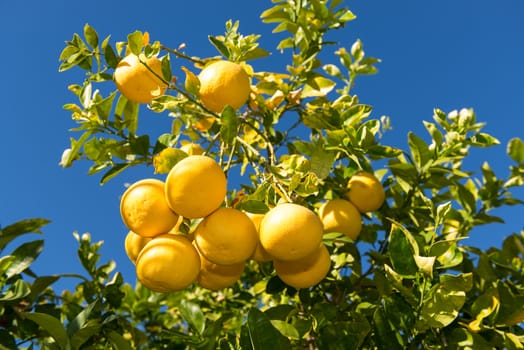 Grapefruit tree with clusters of grapefruits ready to be harvested.