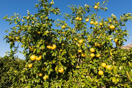 Grapefruit tree with clusters of grapefruits ready to be harvested.