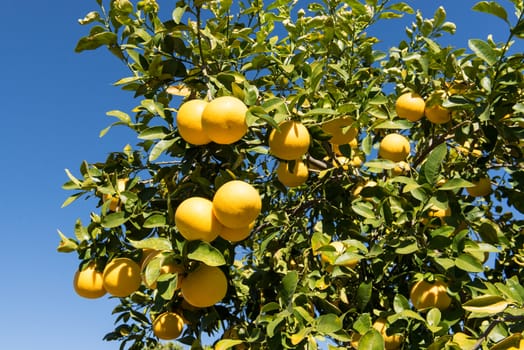 Grapefruit tree with clusters of grapefruits ready to be harvested.