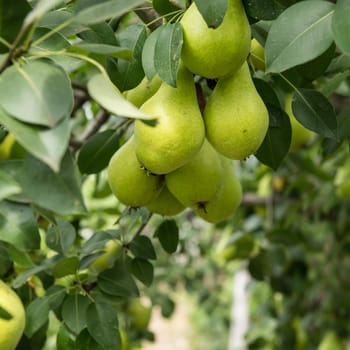 A bunch of fresh tasty organic pears hanging on a tree, rural scene.