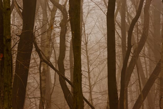 Dark and mysterious foggy forest in late fall.