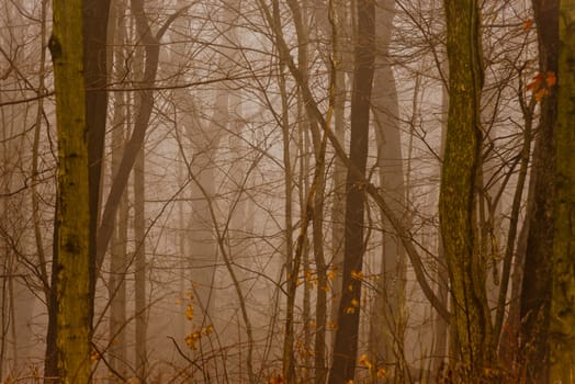 Dark and mysterious foggy forest in late fall.