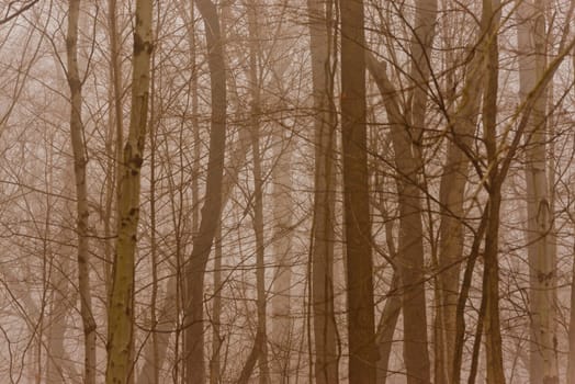 Dark and mysterious foggy forest in late fall.