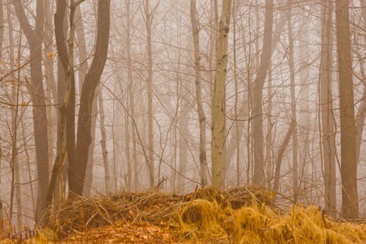 Dark and mysterious foggy forest in late fall.