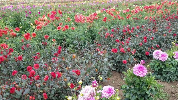 field of pink and red dahlia flowers in field with green leaves