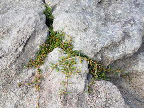 grey stone or rock or boulder with plant with green leaves in cracks at beach