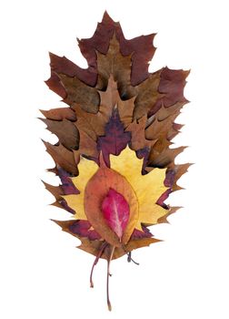 Colorful fall leaves isolated on white.