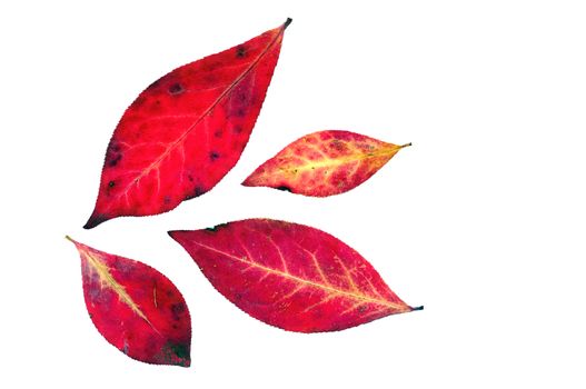 Colorful fall leaves isolated on white.