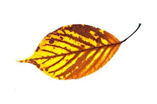 Colorful fall leaves isolated on white.