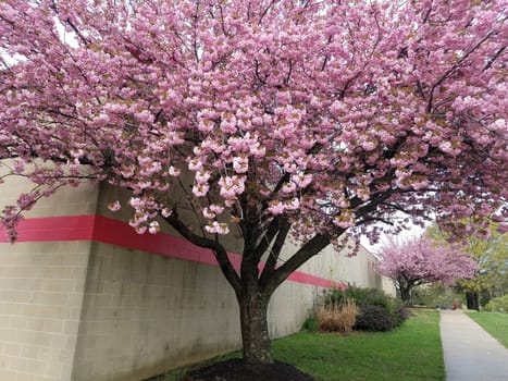 brown and red brick building with pink cherry blossom trees and cement sidewalk and green grass