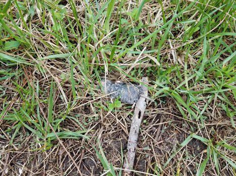 dead grey mouse with stick and wet green grass or lawn