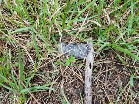 dead grey mouse with stick and wet green grass or lawn