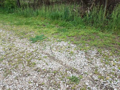 black snake with stripes on white stones or rocks and green grass