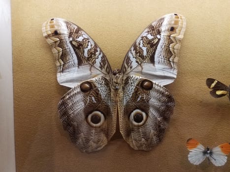 large pinned moth specimen with wings with eyes like an owl