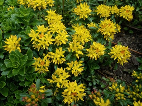 plant with green leaves and yellow flower petals blooming