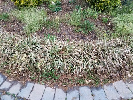 brick path and green grasses and weeds and mulch