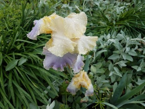 flower with purple and yellow petals and water drops and green leaves