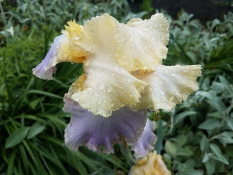 flower with purple and yellow petals and water drops and green leaves