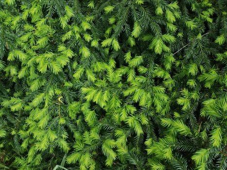 light and dark green pine needles or leaves on bush