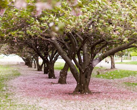 Cherry trees in blossom in an city park in America on a windy day.