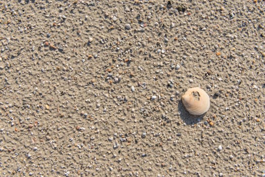 Diverse shells and sand pattern of an ocean beach.