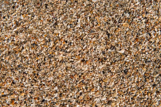 Diverse shells and sand pattern of an ocean beach.