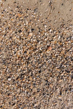 Diverse shells and sand pattern of an ocean beach.