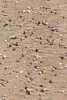 Diverse shells and sand pattern of an ocean beach.