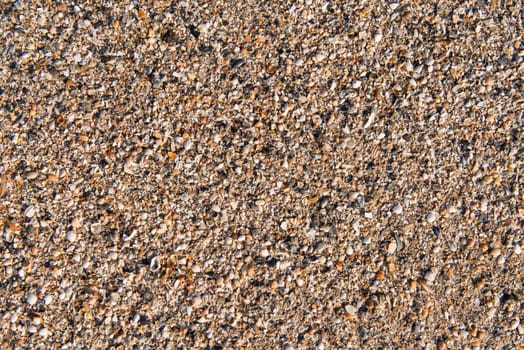 Diverse shells and sand pattern of an ocean beach.