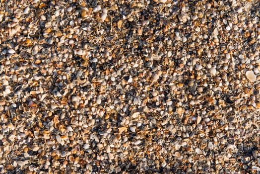 Diverse shells and sand pattern of an ocean beach.