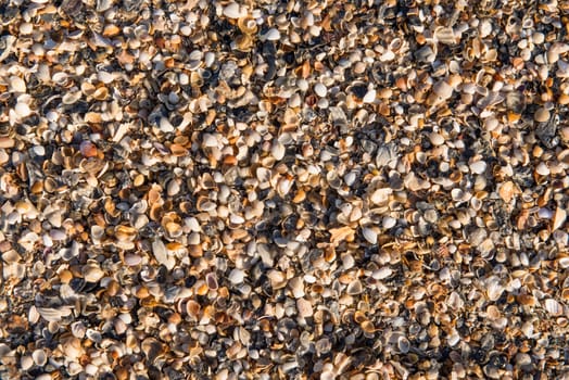 Diverse shells and sand pattern of an ocean beach.