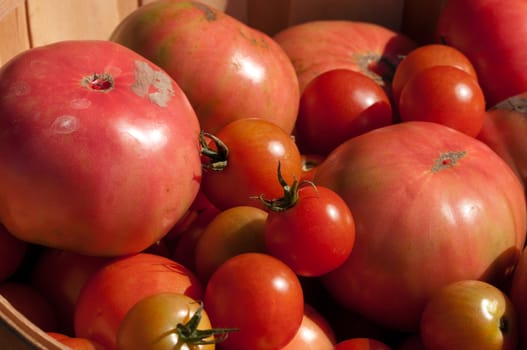 Bushel basket filled with freshly hand picked organic tomatoes at a local farm.