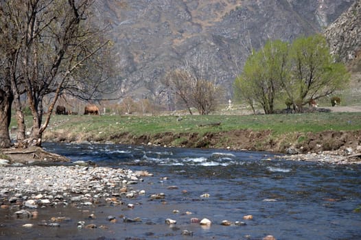 The swift mountain river Wojan with stony shores. Altai, Siberia, Russia.