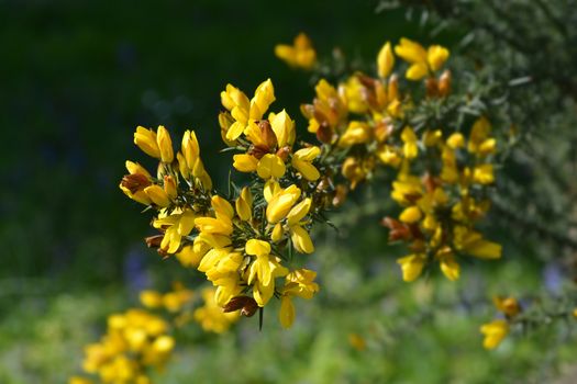 Common gorse - Latin name - Ulex europaeus