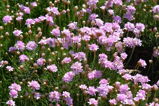 Sea Thrift Rosea Compacta - Latin name - Armeria maritima Rosea Compacta