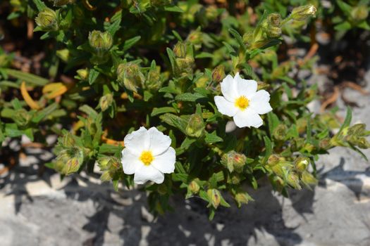 Narrow-leaved cistus - Latin name - Cistus monspeliensis