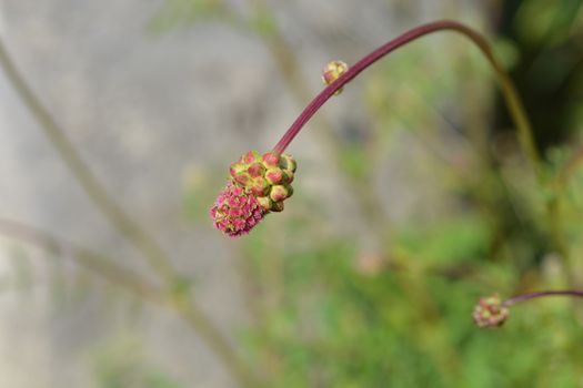 Salad burnet - Latin name - Sanguisorba minor