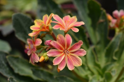 Siskiyou lewisia - Latin name - Lewisia cotyledon