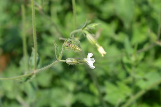 Unusual campion - Latin name - Silene paradoxa