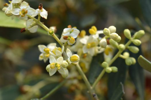 Common olive - Latin name - Olea europaea