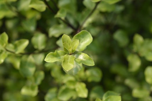 Kohuhu leaves - Latin name - Pittosporum tenuifolium