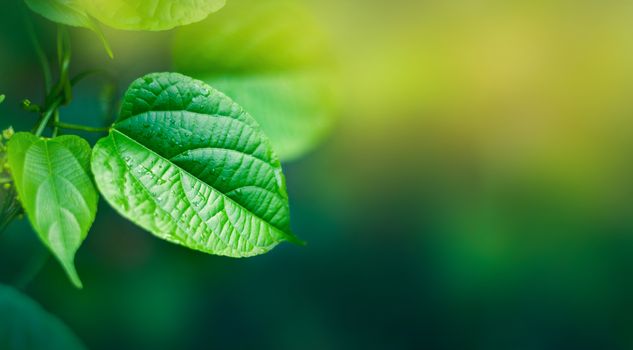 Leaves background Blurry green leaves have free space