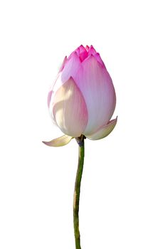 lotus royal Pink Isolate White background