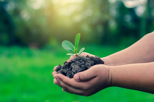 In the hands of trees growing seedlings. Bokeh green Background Female hand holding tree on nature field grass Forest conservation concept