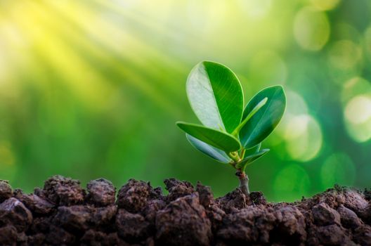 World Environment Day Planting seedlings young plant in the morning light on nature background