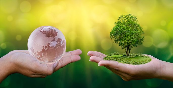 Concept Save the world save environment The world is in the hands of the green bokeh background In the hands of trees growing seedlings. Bokeh green Background Female hand holding tree on nature field grass Forest conservation concept