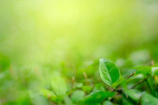 Leaves blur Fresh green grass (shallow DoF)  Natural green plants landscape using as a background or wallpaper