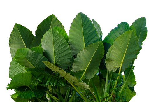 Leaves Calathea ornata pin stripe background White Isolate