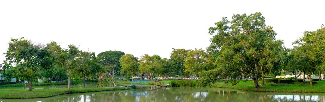 Panorama tree White background Banner